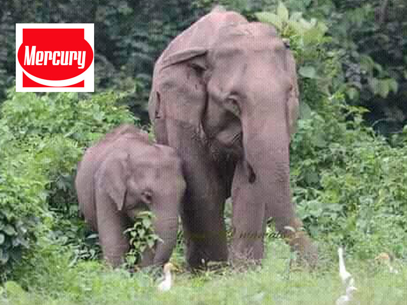 dooars tour from kolkata